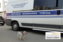 Вакцинация домашних животных в Московском