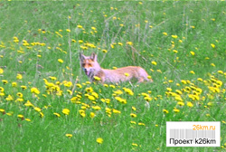 Информация ДПиООС по случаям обнаружения лисиц