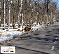 Парк «Филатов луг» очистят от сухостойных и аварийных деревьев