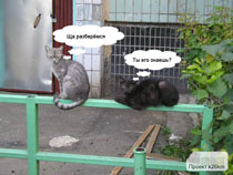 Кошки на перекладине